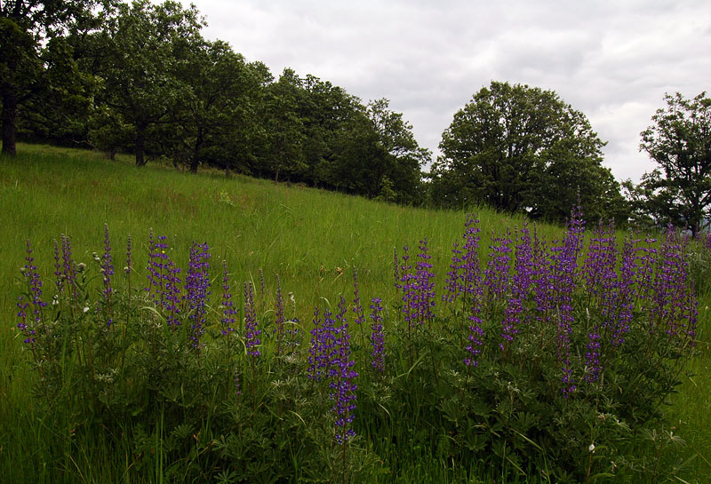 Lupine at Baskett Slough Wildlife Refuge