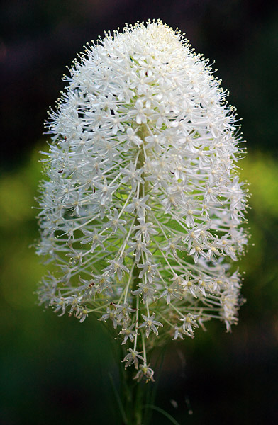 Beargrass along Browder Ridge trail