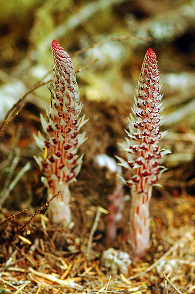 Candystick along Browder Ridge trail