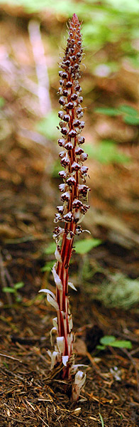 Candystick along Browder Ridge trail