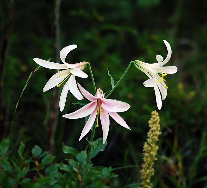 Cascade Lilies along Browder Ridge trail