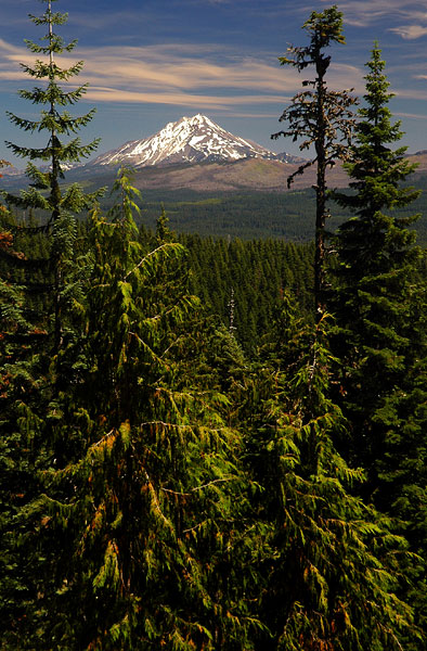 Mount Jefferson from Browder Ridge trail