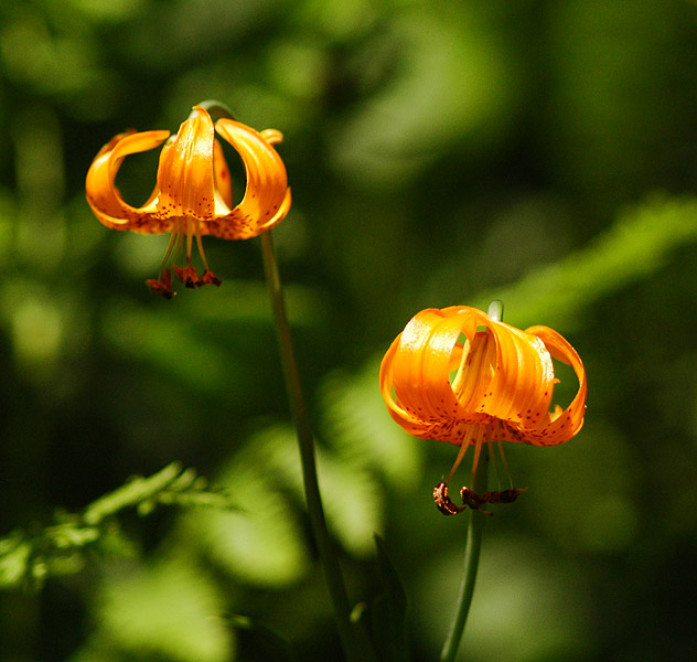 Tiger Lilies along Browder Ridge trail