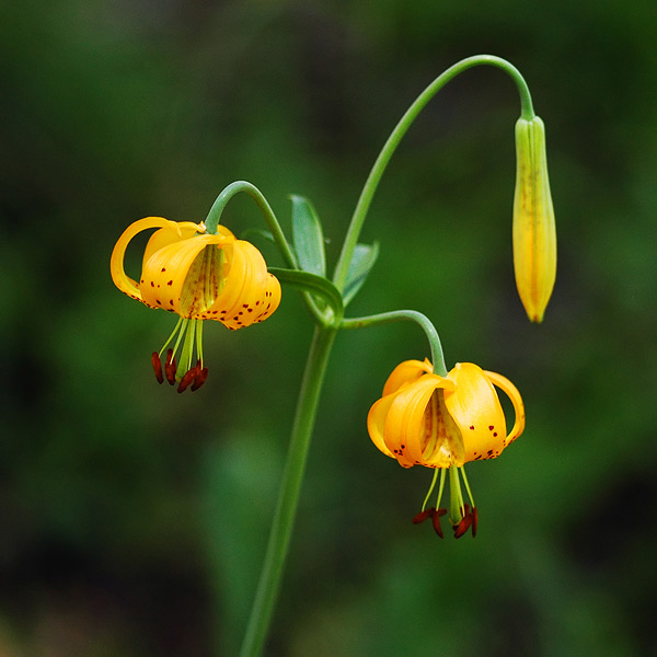Tiger Lilies along Browder Ridge trail