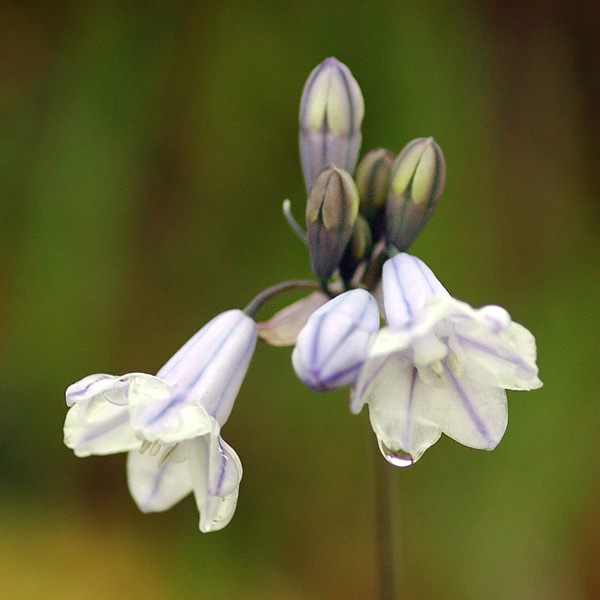 Bi-Colored Cluster Lily at Catherine Creek