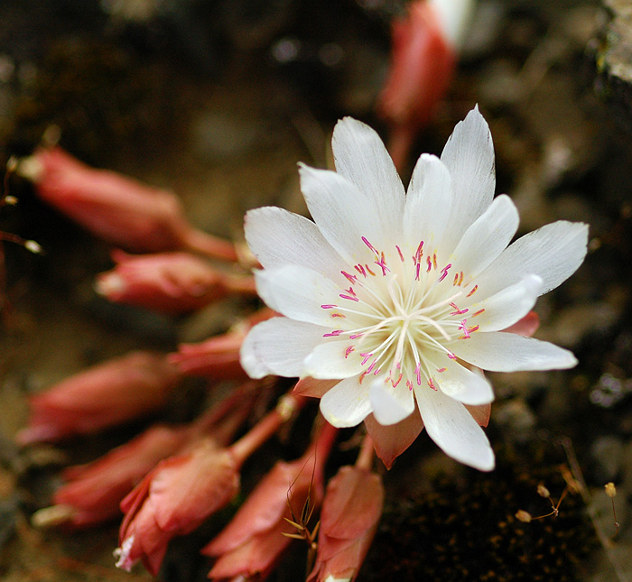 Bitterroot at Catherine Creek