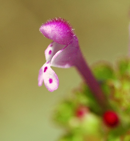 Clasping Henbit at Catherine Creek