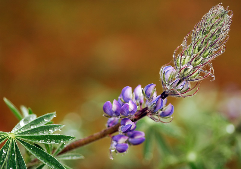 Columbia Gorge Lupine at Catherine Creek