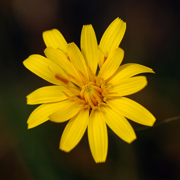 False Agoseris at Catherine Creek