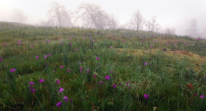 Field of Grass Widows at Catherine Creek