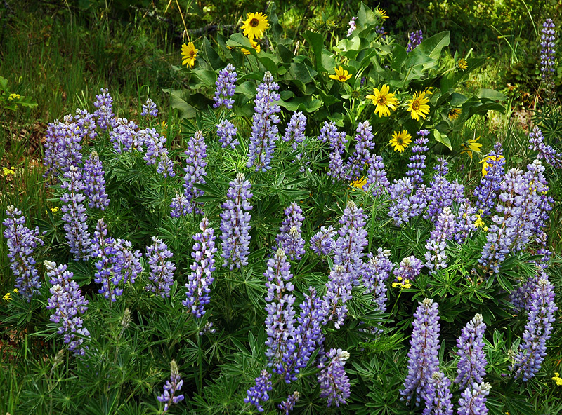 Lupine and Balsamroot at Catherine Creek