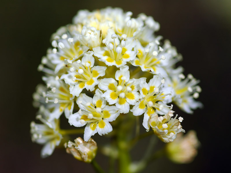 Meadow Death-Camas at Catherine Creek