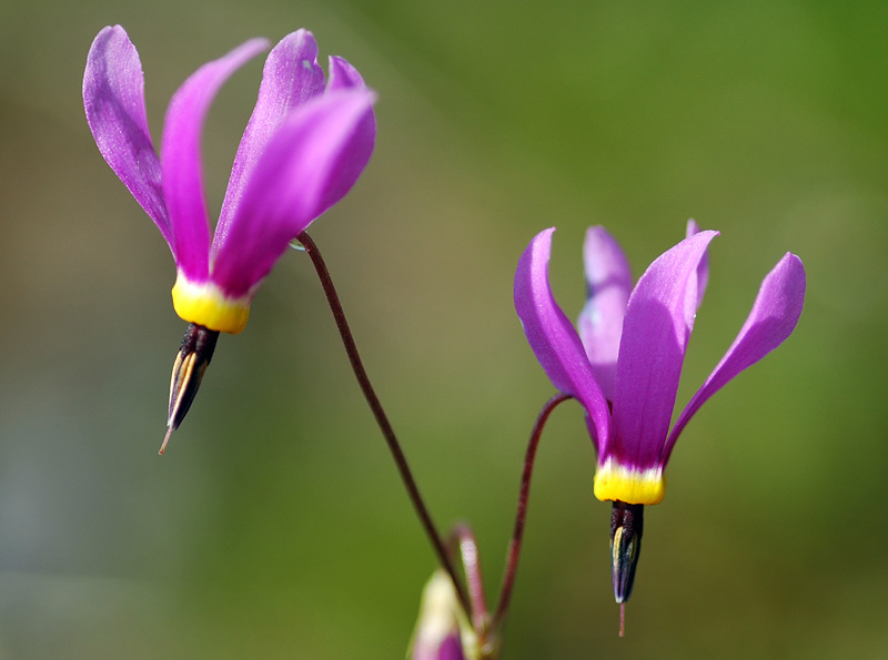 Shooting Stars at Catherine Creek