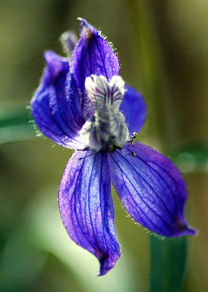 Upland Larkspur at Catherine Creek