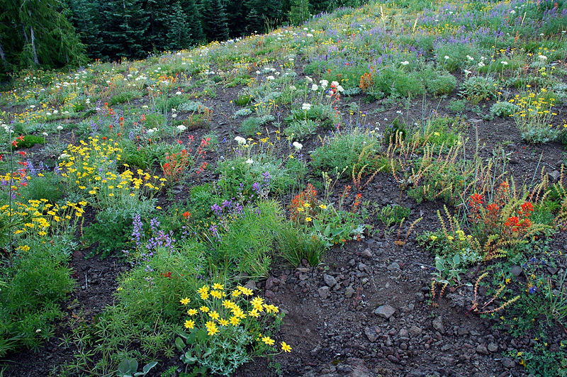 Wildflowers on hillside at Cone Peak