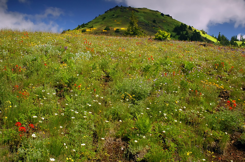 Wildflower meadows at Cone Peak