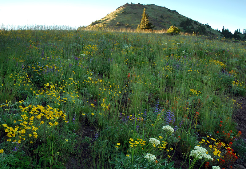Wildflower meadows at Cone Peak