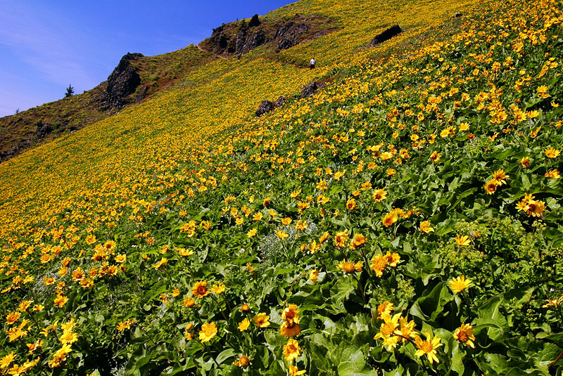 Dog Mountain Trail #2