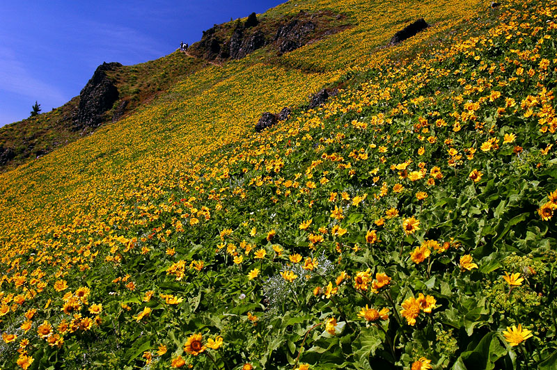 Dog Mountain Trail #3