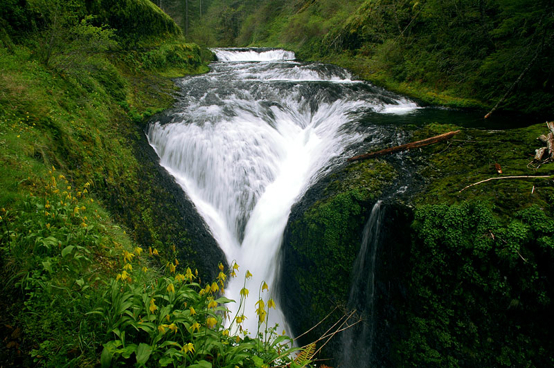 Glacier Lilies at Twister Falls, Eagle Creek