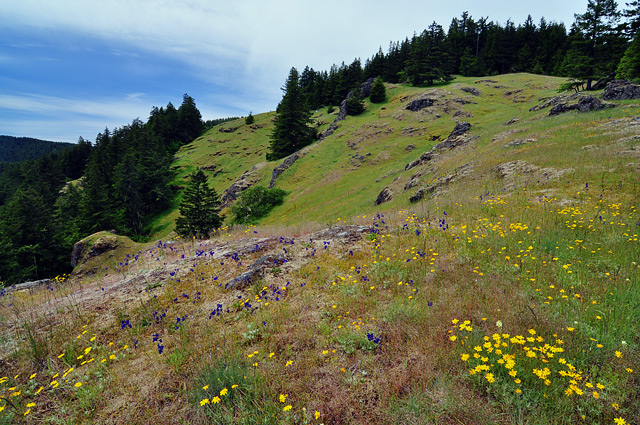 Horse Rock Ridge meadow