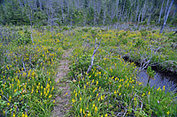 Hunter Creek Bog Thumbnail