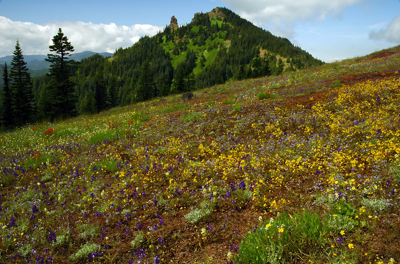 Iron Mountain from Cone Peak