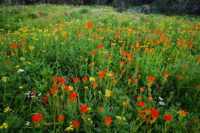 A wildflower meadow at Jefferson Park