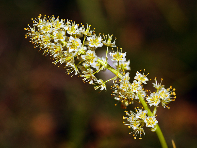 Panicled Death-Camas at Lyle Cherry Orchard