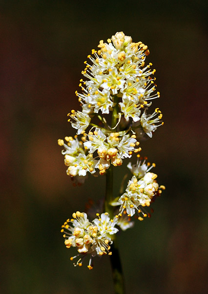 Panicled Death-Camas at Lyle Cherry Orchard