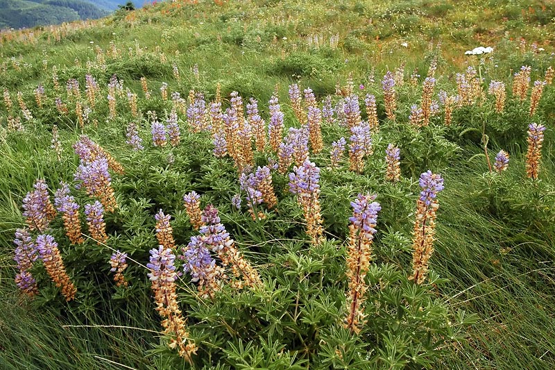 Lupine and Paintbrush at Mary