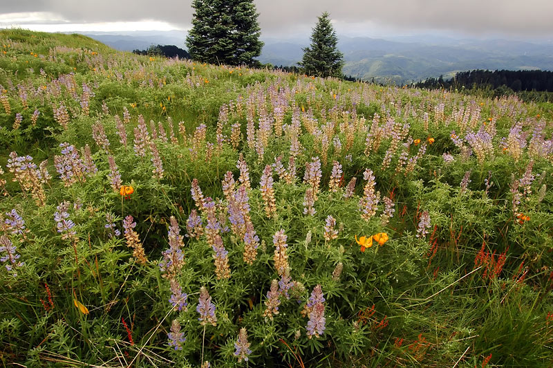 Lupine and Tiger Lilies at Mary