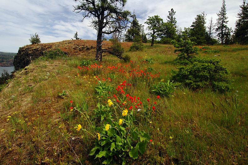 Wildflowers at Memaloose Hills