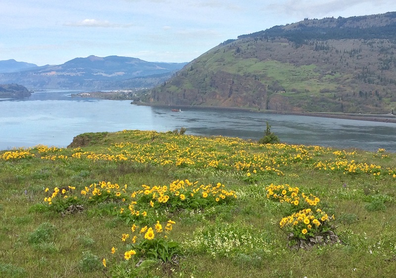Balsamroot and river view from Mosier Plateau