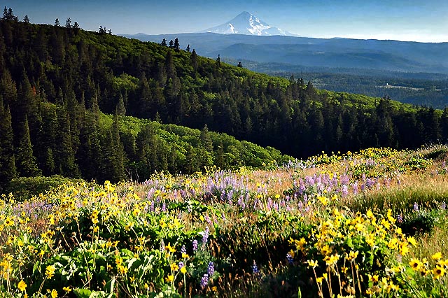 Mount Hood from McCall Point