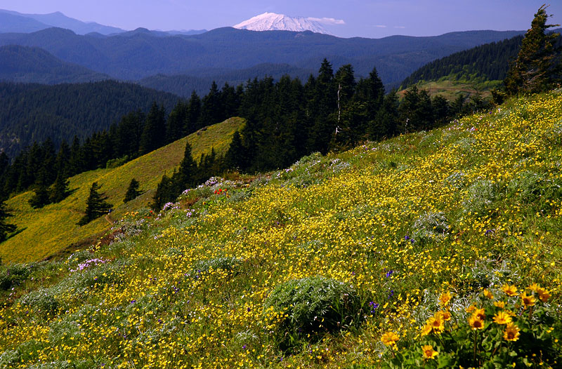 Mount St. Helens from Dog Mountain Summit