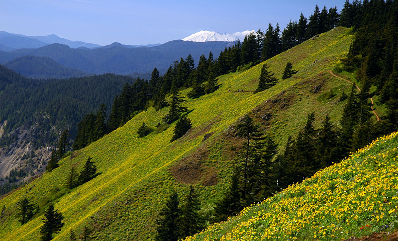Mount St. Helens from Dog Mountain trail