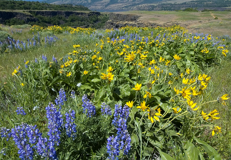 Balsamroot and Lupine at Rowena Plateau #1