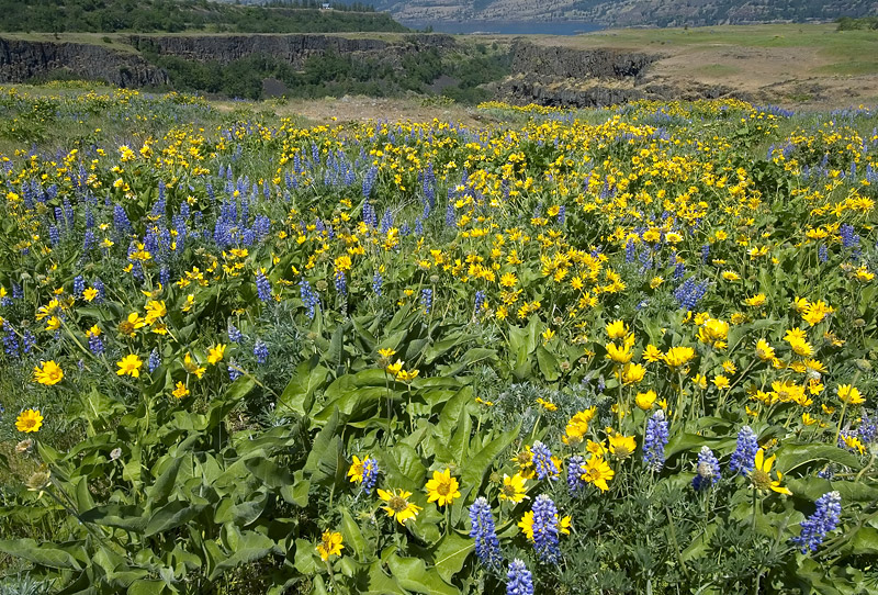 Balsamroot and Lupine at Rowena Plateau #2