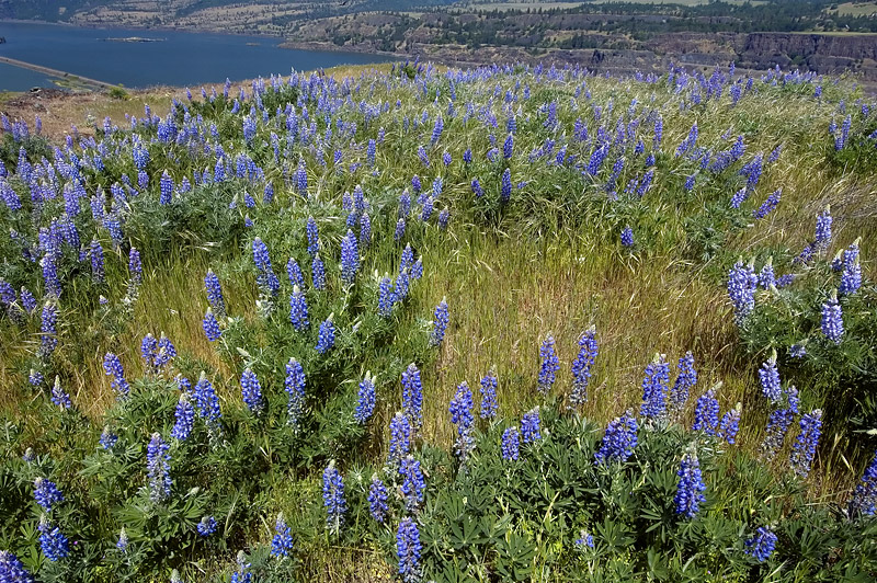 Balsamroot and Lupine at Rowena Plateau #5