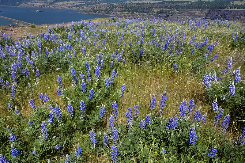 Balsamroot and Lupine at Rowena Plateau #5