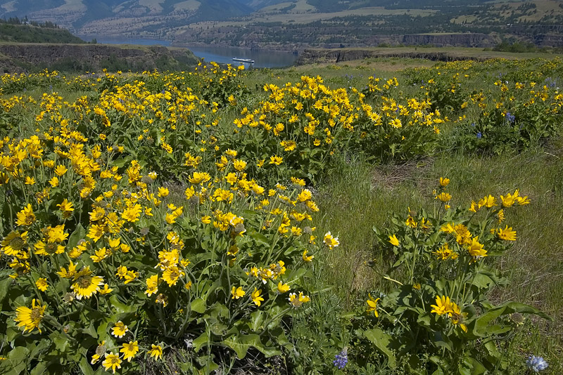 Balsamroot and Lupine at Rowena Plateau #6