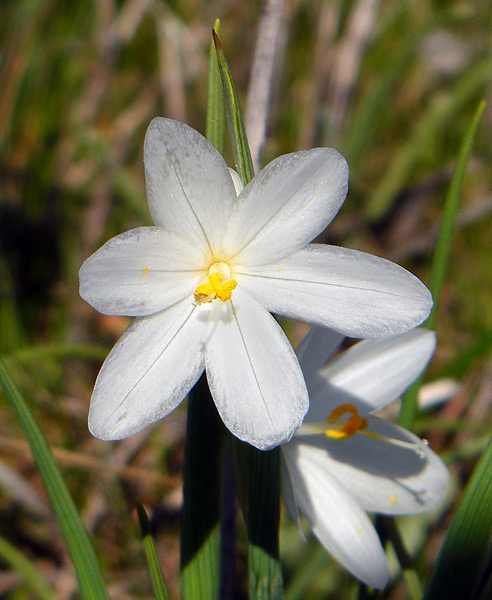 Albino Grass Widow at Rowena Plateau