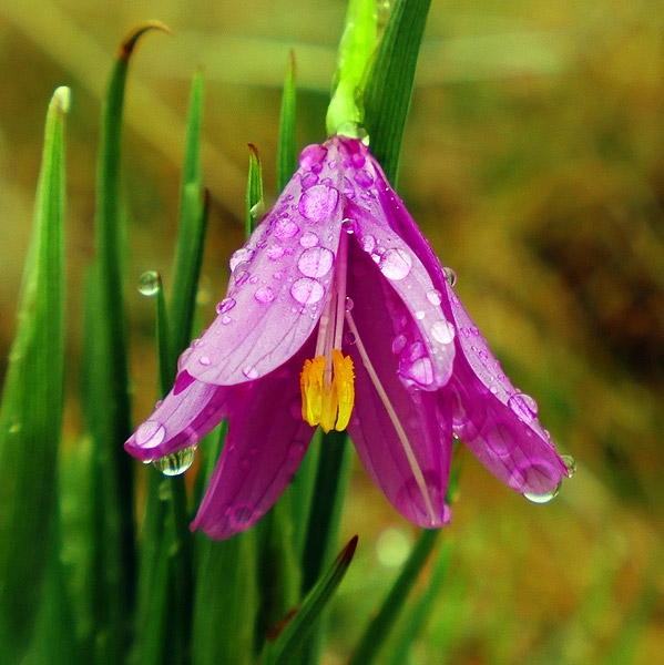 Grass Widow at Rowena Plateau