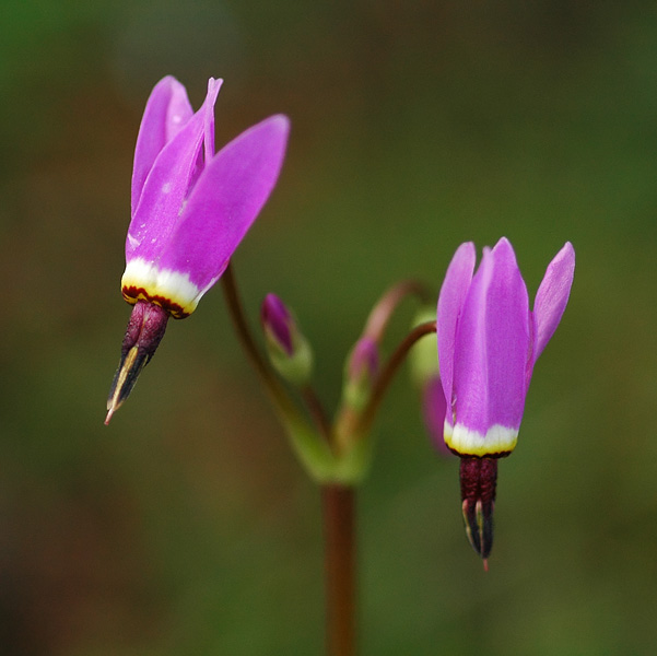 Shooting Stars at Spencer Butte