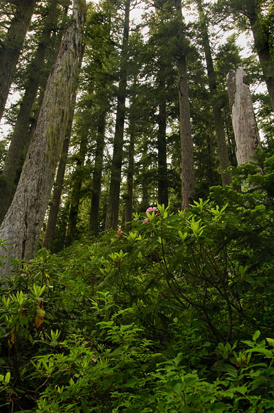 Tidbits Mountain trail, study #1