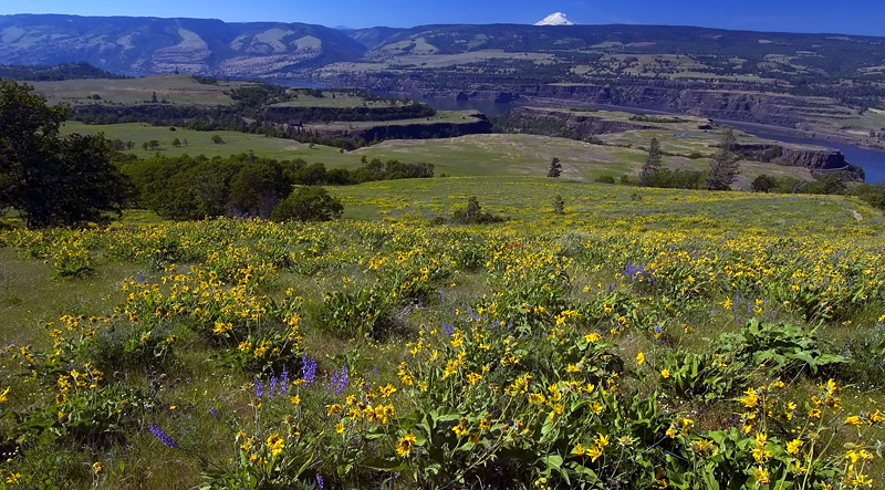 View from Tom McCall trail #1