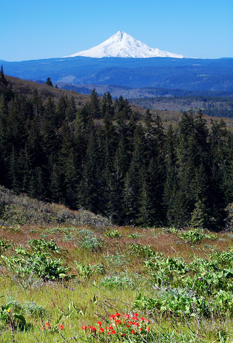 Mount Hood from Tom McCall Point
