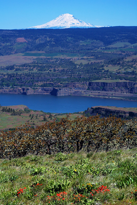Mount Adams from Tom McCall Point