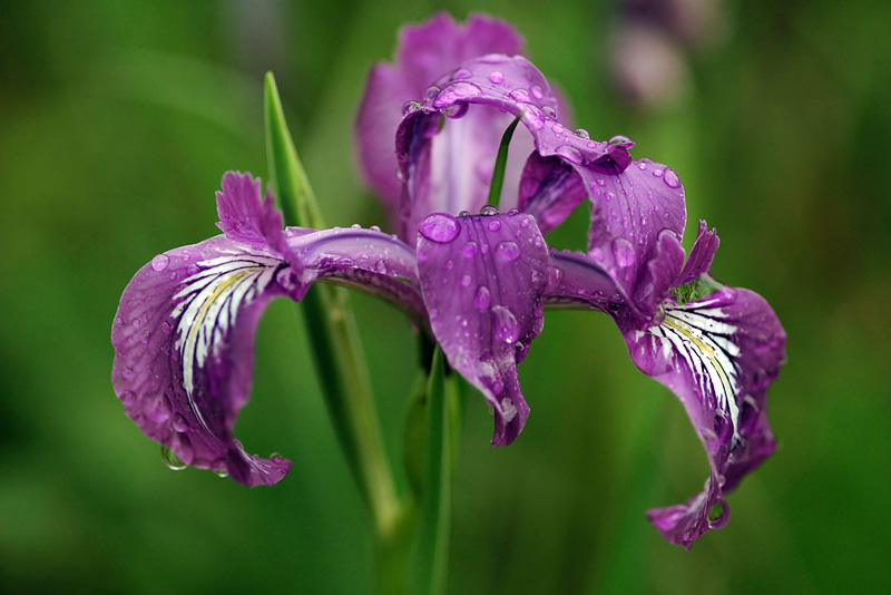 Oregon Iris at William Finley NWR